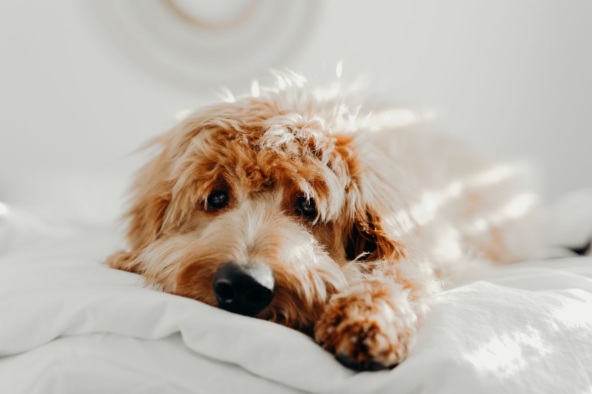 Add Some Cuteness To Your Social Media Feeds With These Pet Influencers